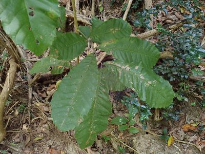 Cupania americana, photographed by Daniel Cahen