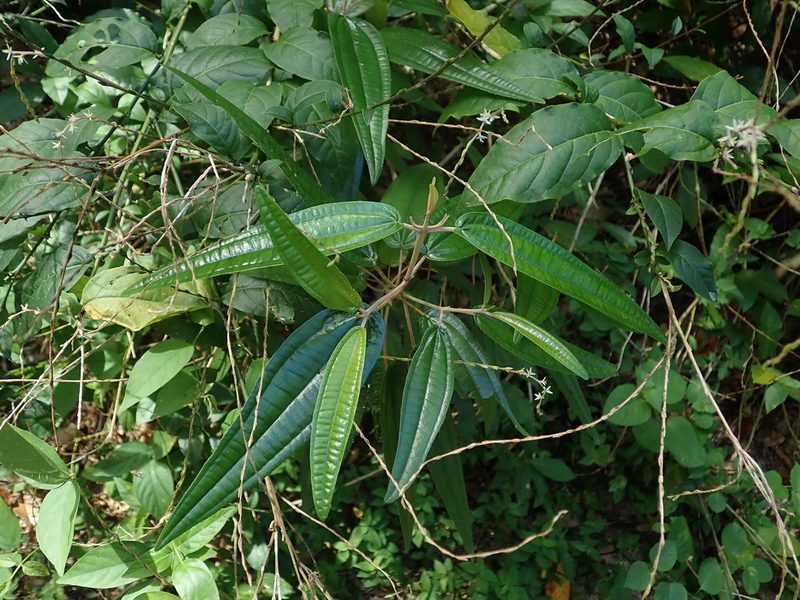 Miconia dichrophylla, photographed by Daniel Cahen
