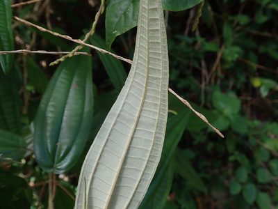 Miconia dichrophylla, photographed by Daniel Cahen