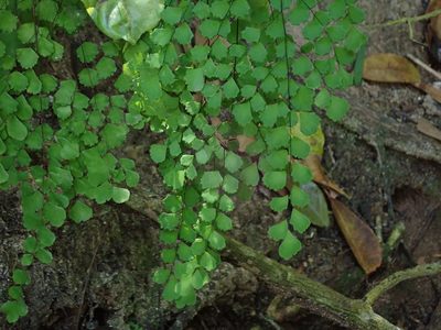 Adiantum fragile, photographed by Daniel Cahen