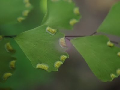 Adiantum fragile, photographed by Daniel Cahen