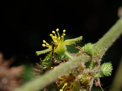 Triumfetta semitriloba, photographed by Daniel Cahen