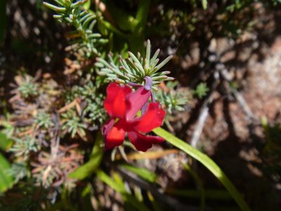 Leschenaultia formosa, photographed by naturewatchwidow