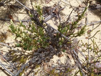 Leschenaultia tubiflora, photographed by naturewatchwidow