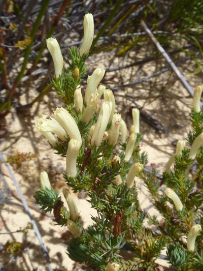 Leschenaultia tubiflora, photographed by naturewatchwidow