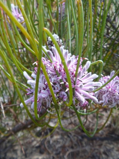 Petrophile teretifolia, photographed by naturewatchwidow