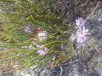Petrophile teretifolia, photographed by naturewatchwidow