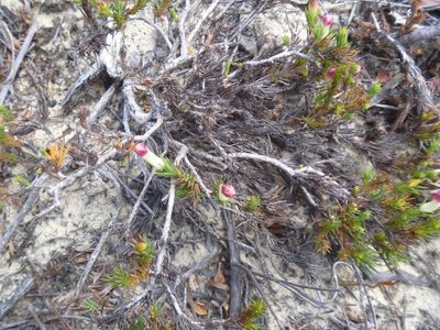 Leschenaultia tubiflora, photographed by naturewatchwidow