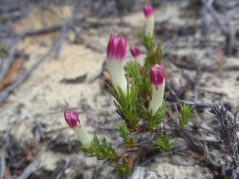 Leschenaultia tubiflora, photographed by naturewatchwidow