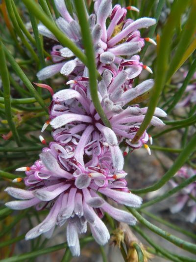 Petrophile teretifolia, photographed by naturewatchwidow