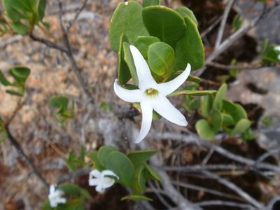 Anthocercis viscosa, photographed by naturewatchwidow