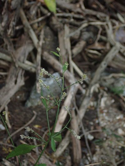 Iresine angustifolia, photographed by Daniel Cahen