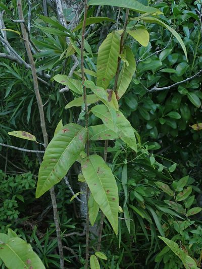Coccoloba microstachya, photographed by Daniel Cahen