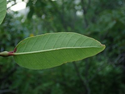 Coccoloba microstachya, photographed by Daniel Cahen