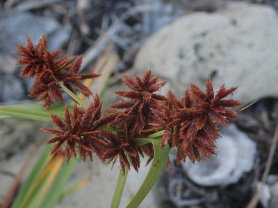 Cyperus planifolius, photographed by Daniel Cahen