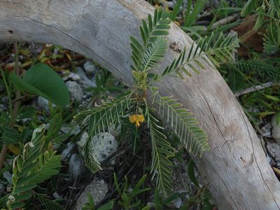 Sesbania sericea, photographed by Daniel Cahen