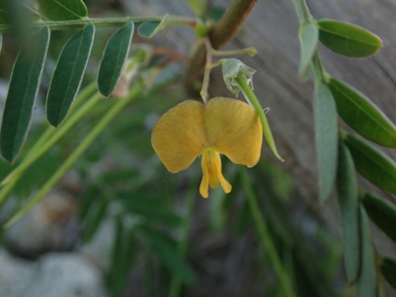 Sesbania sericea, photographed by Daniel Cahen