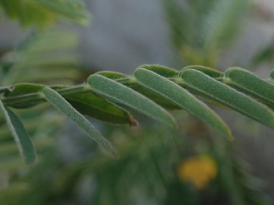 Sesbania sericea, photographed by Daniel Cahen