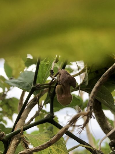 Aristolochia liukiuensis, photographed by Takaaki Hattori
