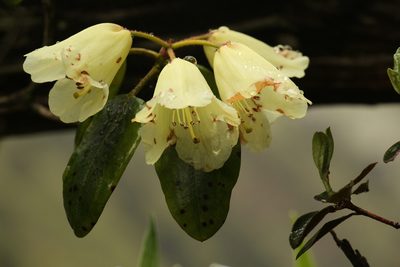 Rhododendron campylocarpum, photographed by Siddarth Machado
