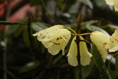 Rhododendron campylocarpum, photographed by Siddarth Machado