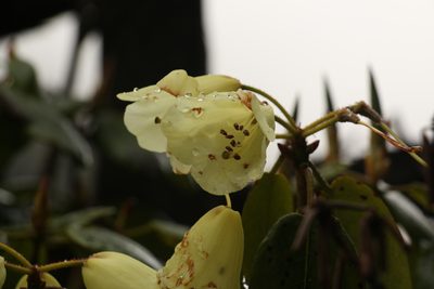 Rhododendron campylocarpum, photographed by Siddarth Machado