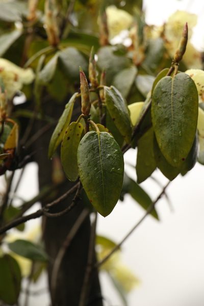 Rhododendron campylocarpum, photographed by Siddarth Machado