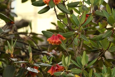 Rhododendron cinnabarinum, photographed by Siddarth Machado