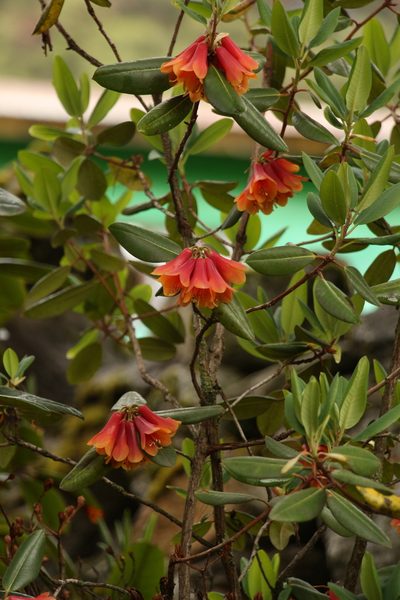 Rhododendron cinnabarinum, photographed by Siddarth Machado