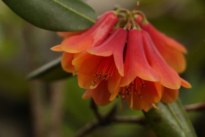 Rhododendron cinnabarinum, photographed by Siddarth Machado