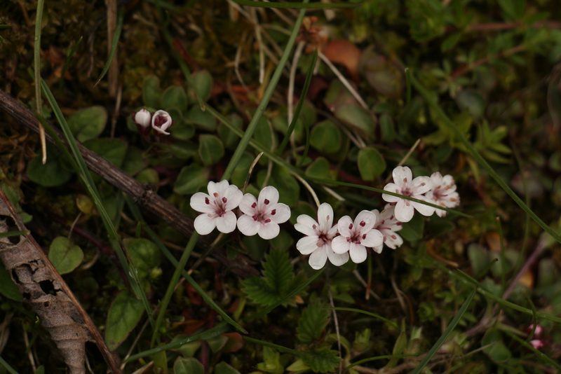Lysimachia prolifera, photographed by Siddarth Machado