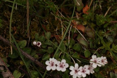 Lysimachia prolifera, photographed by Siddarth Machado