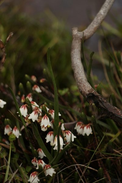 Cassiope fastigiata, photographed by Siddarth Machado