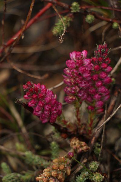 Myricaria rosea, photographed by Siddarth Machado