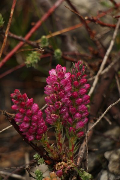 Myricaria rosea, photographed by Siddarth Machado