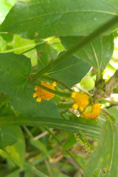 Acmella paniculata, photographed by Franz Anthony