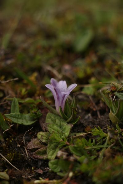 Polygonatum hookeri, photographed by Siddarth Machado