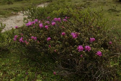 Rhododendron setosum, photographed by Siddarth Machado