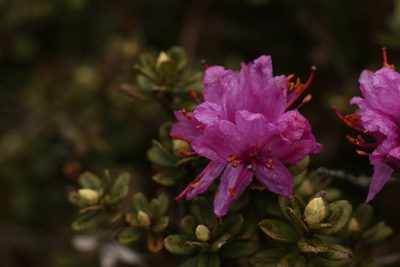 Rhododendron setosum, photographed by Siddarth Machado