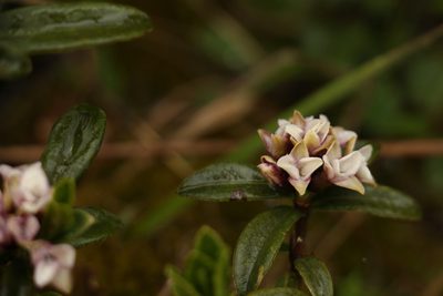 Daphne retusa, photographed by Siddarth Machado