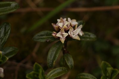Daphne retusa, photographed by Siddarth Machado