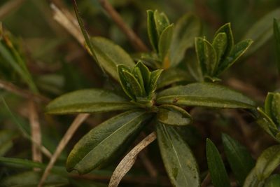 Daphne retusa, photographed by Siddarth Machado