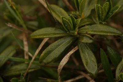 Daphne retusa, photographed by Siddarth Machado