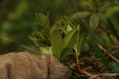 Daphne retusa, photographed by Siddarth Machado