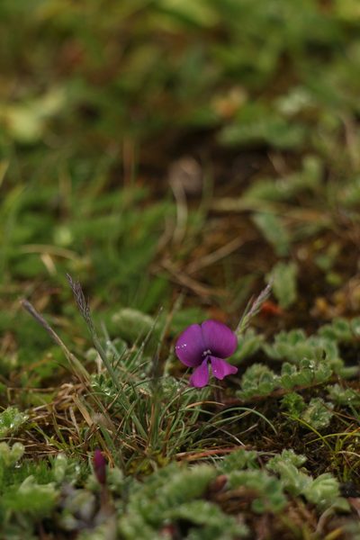 Tibetia himalaica, photographed by Siddarth Machado