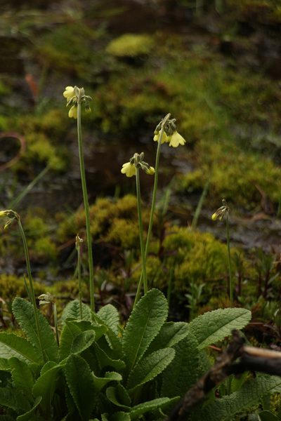 Primula sikkimensis, photographed by Siddarth Machado