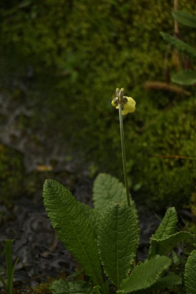 Primula sikkimensis, photographed by Siddarth Machado
