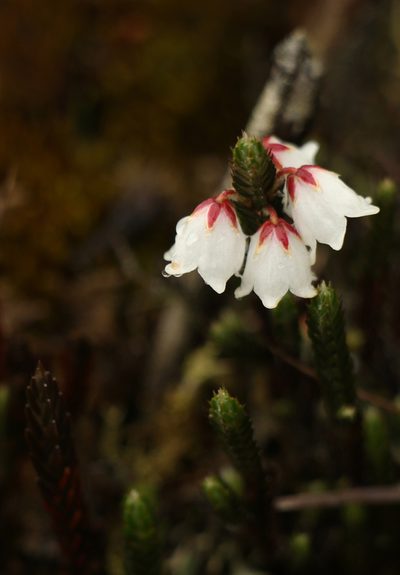 Cassiope fastigiata, photographed by Siddarth Machado