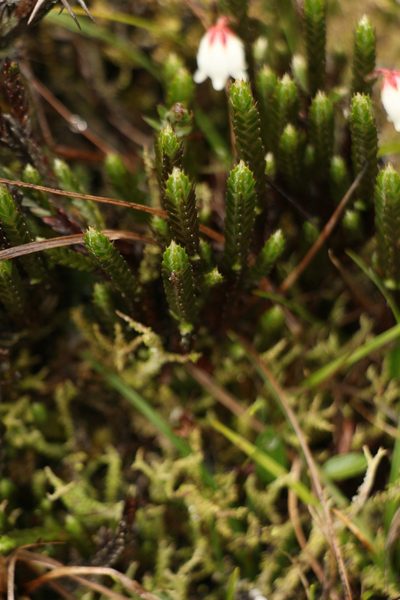 Cassiope fastigiata, photographed by Siddarth Machado