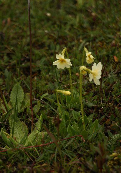 Primula dickieana, photographed by Siddarth Machado